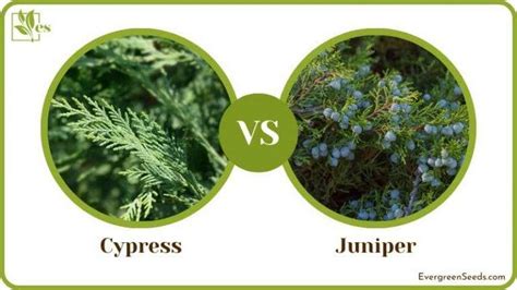 cypress vs juniper tree.